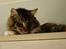 Maine Coon Nemo