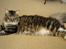 Maine Coon Nemo