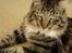 Maine Coon Nemo