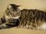 Maine Coon Nemo