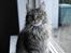 Maine Coon Fia 