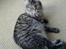 Maine Coon Fia 
