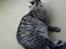 Maine Coon Fia 
