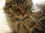 Maine Coon Fia 