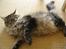 Maine Coon Fia  - hun er godt nok blevet tyk..