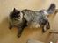 Maine Coon Fia 