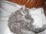 Maine Coon Nala (Kejserinden)