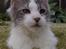 Maine Coon Bianca - 7 juni 2009