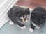 Huskat Rødtjørn´s Tigermis RIP<3 - sammen med Lille tim <<3!