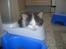 Maine Coon R.I.P smukke Basse - puha tror jeg fik spist for meget så kom ikk så langt ligger mig bare her og sover...gggg