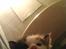 Huskat Siv
