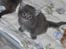 Maine Coon DK Amazing Paw´s Joey - Billedet der fik mig til at falde pladask for ham.