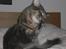 Maine Coon DK Amazing Paw´s Joey - Uhhh elsker at rense sig mellem poterne