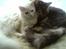 Maine Coon DK Amazing Paw´s Joey - De elsker og putte i vindueskammen