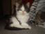 Maine Coon R.I.P smukke Basse - sidder jeg fint nok.....*GG*