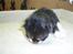Blanding af racer Bertram (solgt) - 2 uger gammel..
