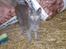 Huskat Tottie R.i.p. - taget  d. 25-10-10