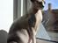 Sphynx Lara Croft