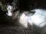 Huskat Mille *Elsket!*