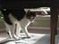 Huskat Mille *Elsket!*