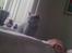British Shorthair Bertram
