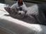 British Shorthair Bertram
