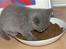 British Shorthair Bertram