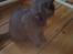 British Shorthair Bertram