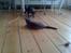 British Shorthair Bertram