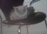 British Shorthair Bertram