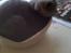 British Shorthair Bertram