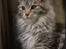 Maine Coon DK Proud Danish Jade - 8 mdr