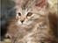 Maine Coon DK Proud Danish Jade