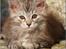 Maine Coon DK Proud Danish Jade