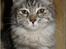 Maine Coon DK Proud Danish Jade