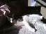 Huskat Mille *Elsket!* - Photo cat