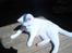 Huskat Liam