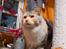 Maine Coon  Berta Bumble Bee P