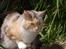 Maine Coon  Berta Bumble Bee P