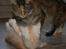 Maine Coon  Bambi  P on ice - Skal du ha´bask mor ??