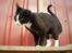 Huskat Freya R.i.p - taget  d. 25-10-10