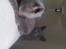 British Shorthair Bertram