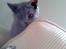 British Shorthair Bertram