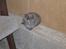 Huskat Tottie R.i.p.