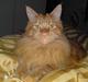 Maine Coon Chinaco