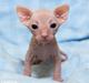 Sphynx Cassiopeia