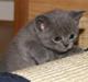 British Shorthair Bertram