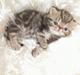 Exotic Pythagoras Talulah Baby