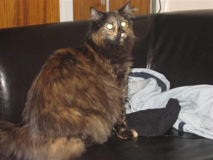 Norsk Skovkat DK Thomanis Fantasy billede 1