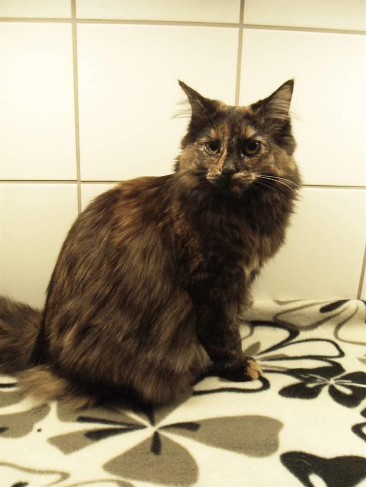 Norsk Skovkat DK Thomanis Fantasy billede 2